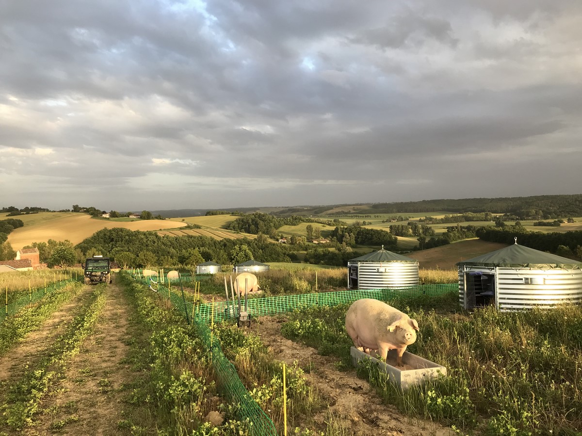 Le cochon du Griffoul à Aiguefonde - Tarn Tourisme