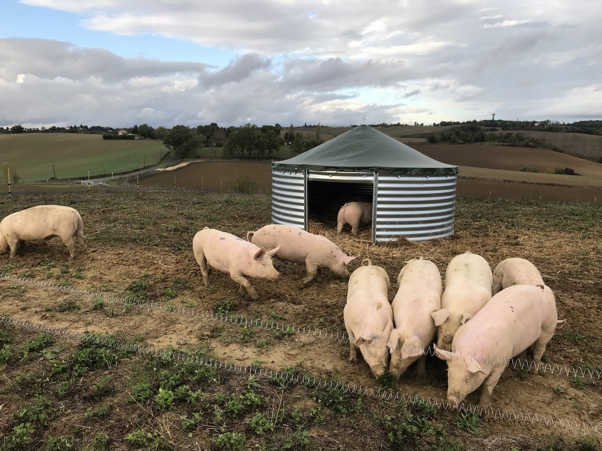 Le cochon du Griffoul à Aiguefonde - Tarn Tourisme